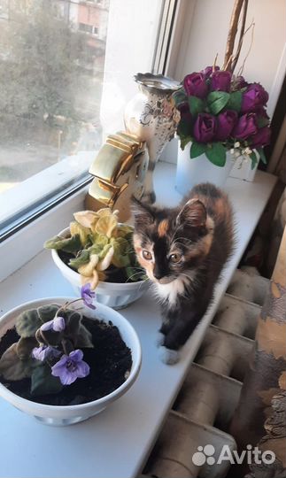 Котенок девочка