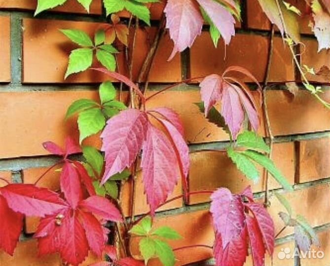 Саженцы девичий виноград