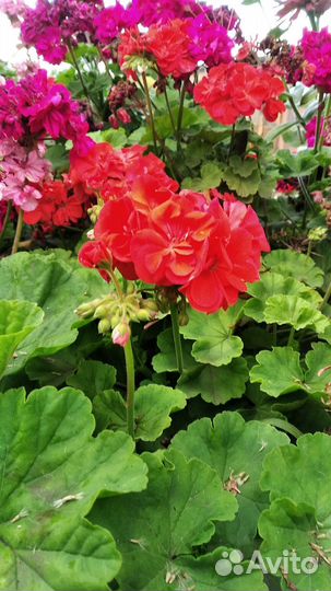 Герань пеларгония