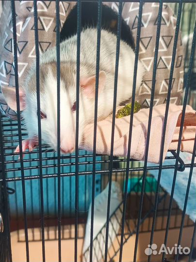 Передержка грызунов, птиц, земноводных