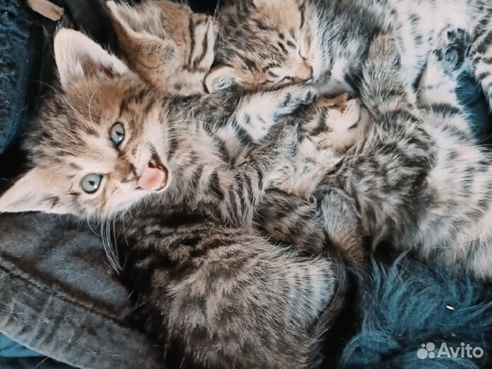 Котенок кот