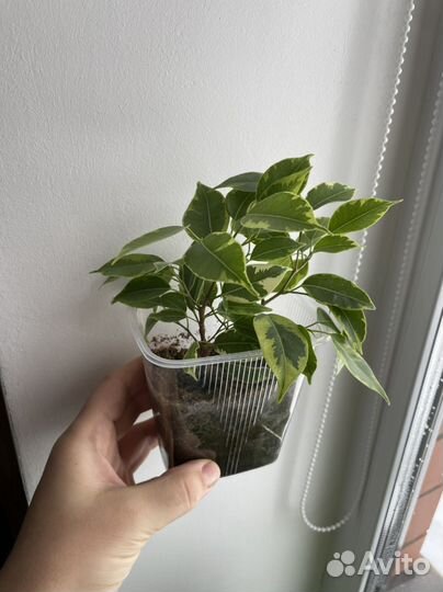 Фикус бенджамина