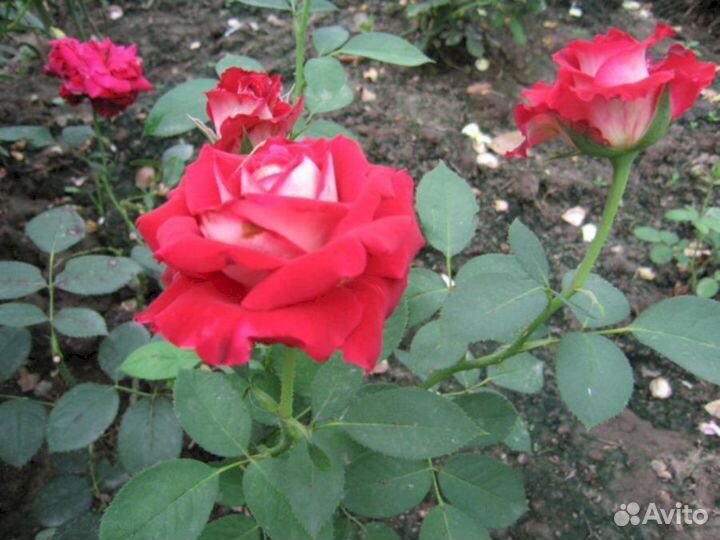 Саженцы роз Николь