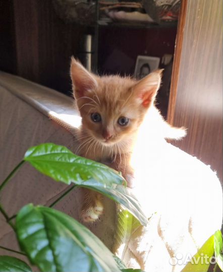 Котенок 1.5 месяца в добрые руки