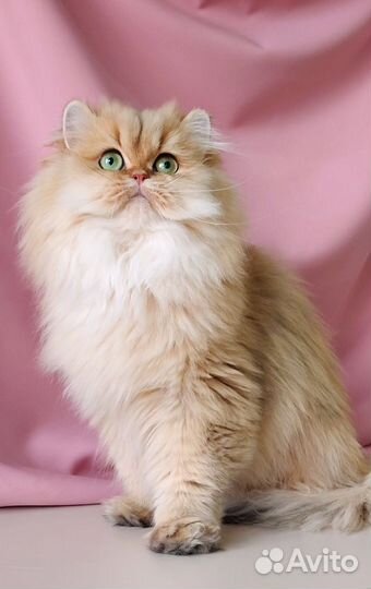 Золотая шиншилла