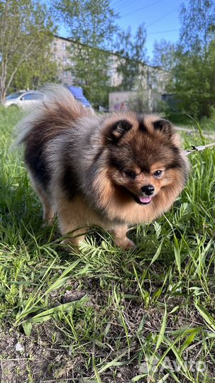 Шпиц для вязки