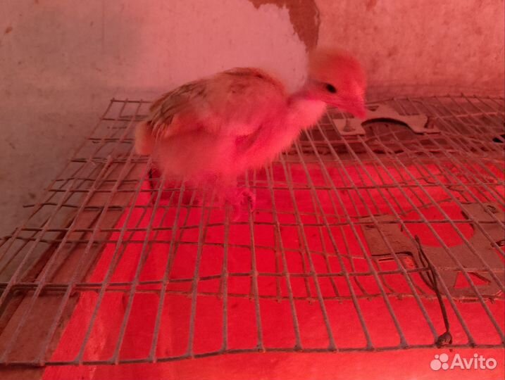 Цыплята Домашние