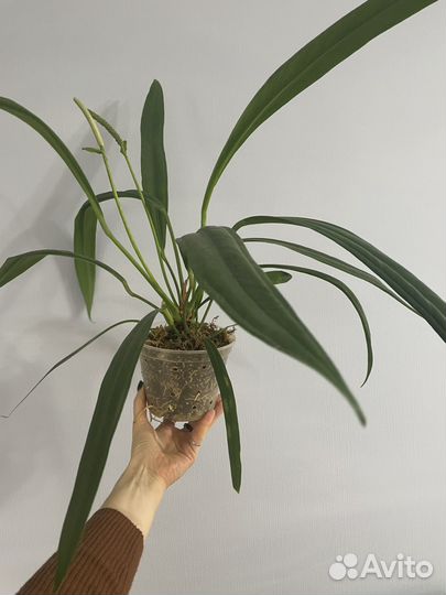 Антуриум бейкера