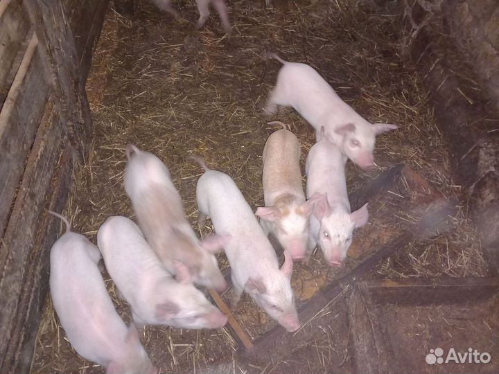 Поросенок ландрас+дюрок