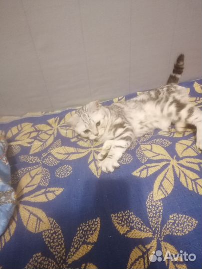 Шотландский мраморный