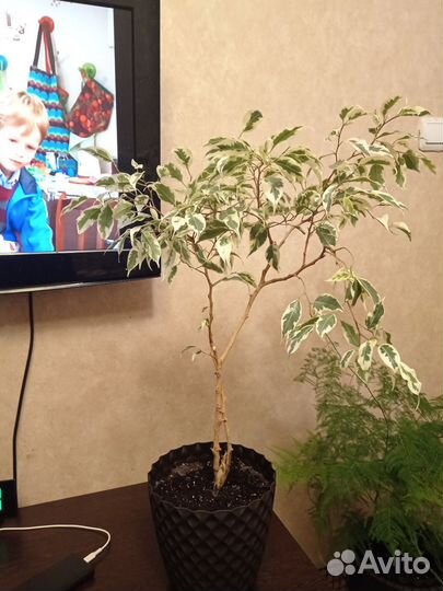 Фикус бенджамина пестролистный