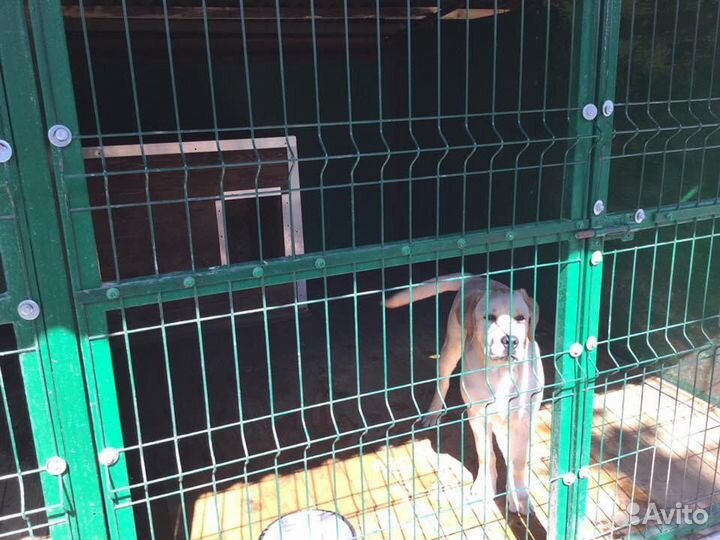 Гостиница для собак