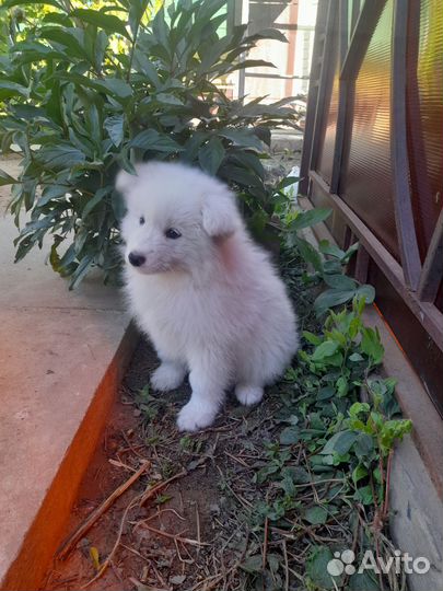 Щенки самоеда