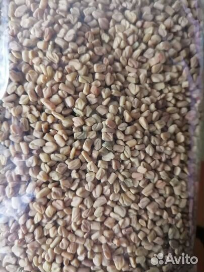 Пажитник-семена