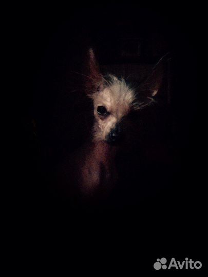 Китайская хохлатая мини на вязку