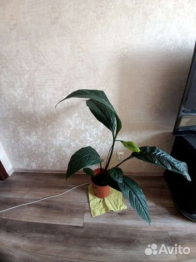 Спатифиллум сенсация