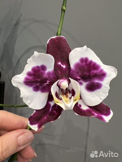 Орхидея бабочка