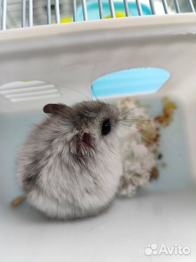 Джунгарский хомяк с клеткой