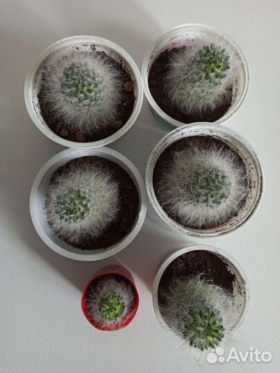 Кактус маммиллярия бокасанская