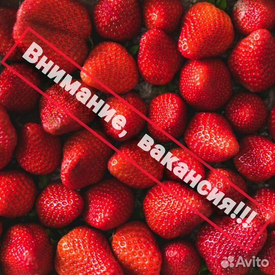 Честная вахта /без офиса, укладчики / берем пары