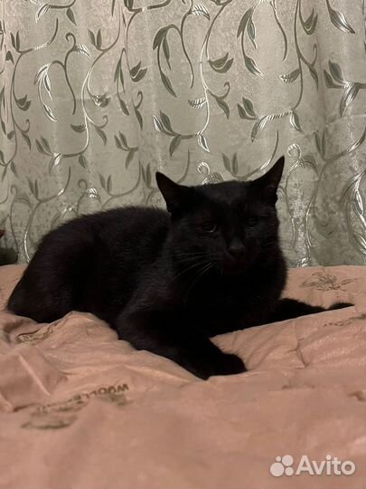 Кошка в дар