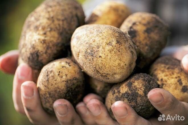 Продам картофель, 10 л. ведро