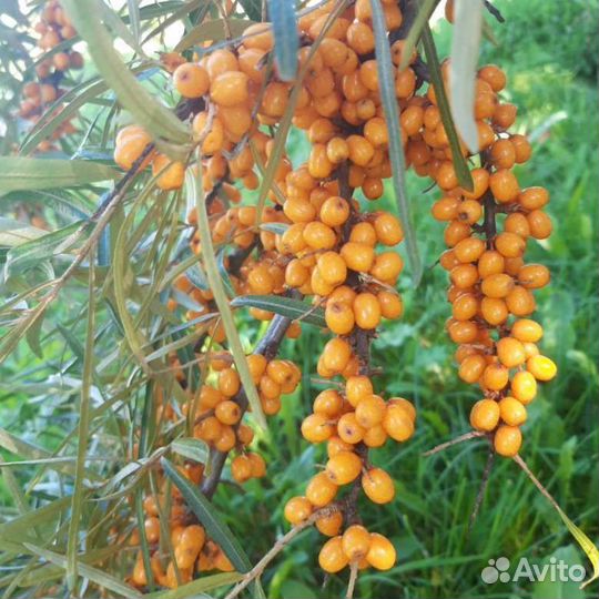 Плоды облепихи