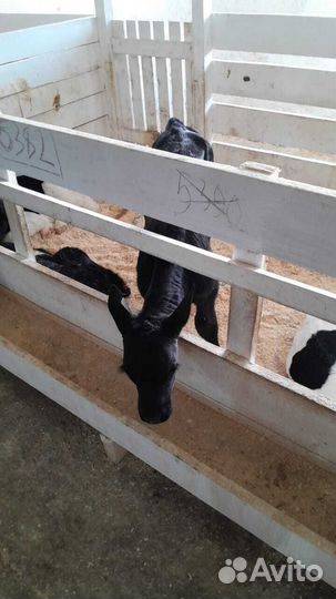 Бычки телки телята бесплатная доставка