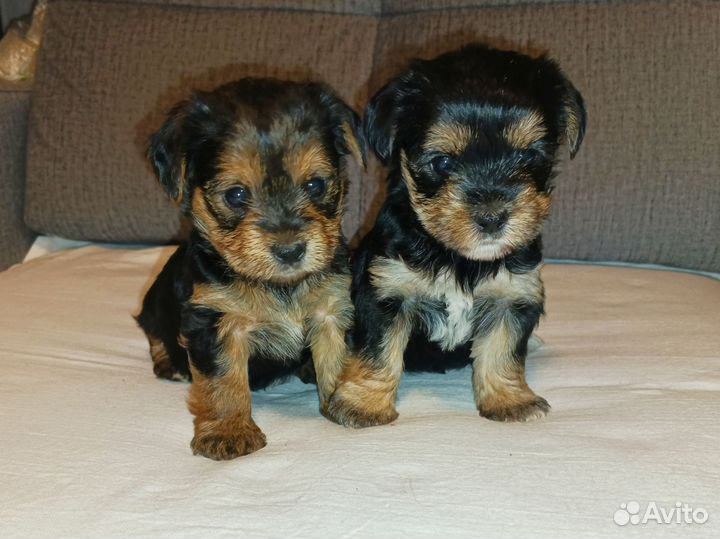 Щенки помесь