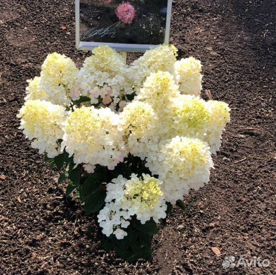 Гортензия метельчатая Литтл Рози