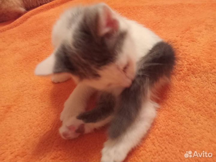 Отдаю котенка в добрые руки