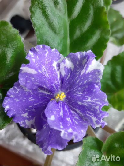 Детки сортовых фиалок