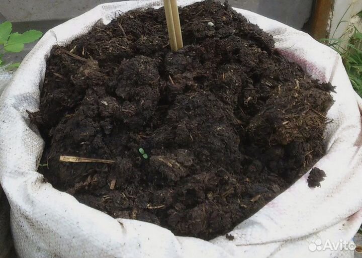 Навоз коровий