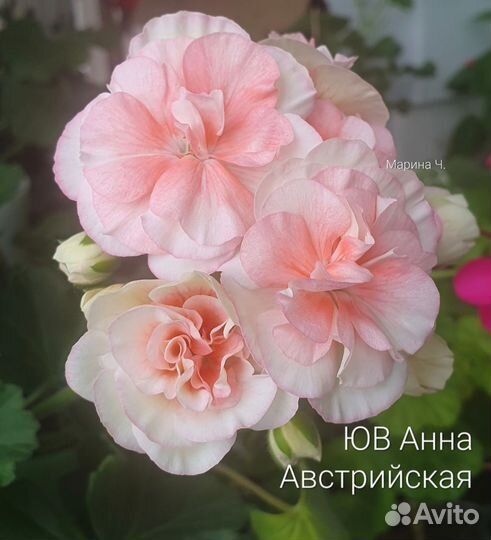 Пеларгония герань