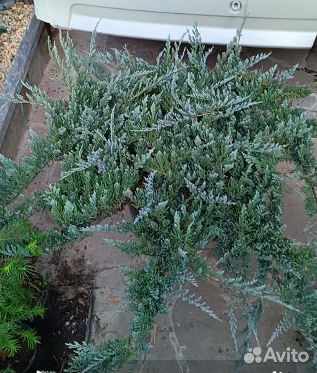 Можжевельники крупномеры