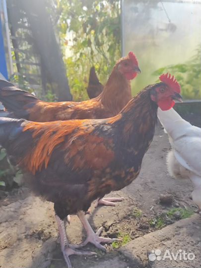 Петухи