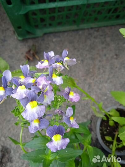 Немезия вегетативная