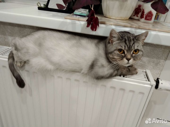 Передержка кошек