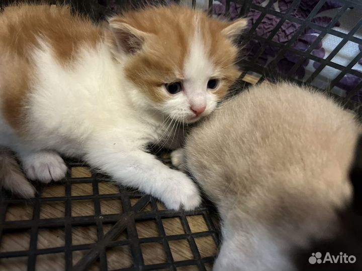 Котята в добрые руки