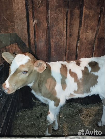 Тёлочка на племя