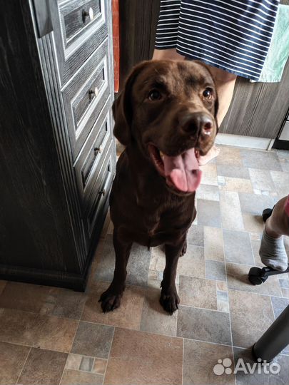 Вязка кобель лабрадор ретривер