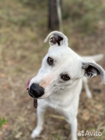 Ванда ищет дом