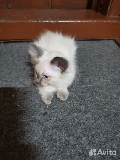 Тайские котята