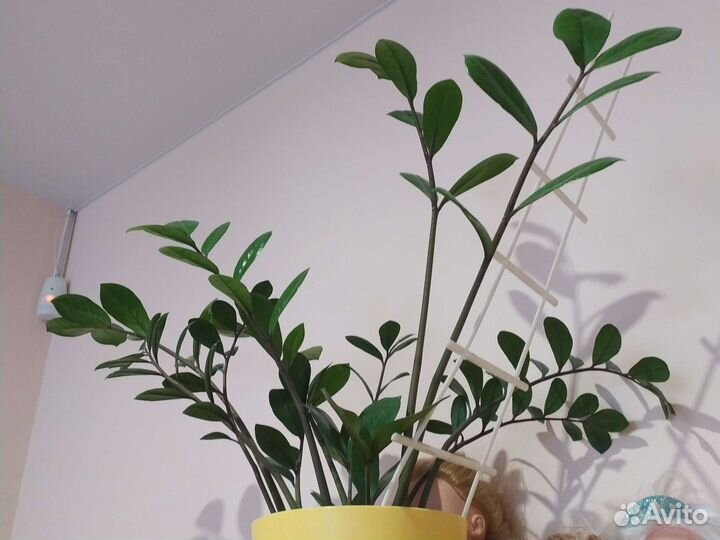 Замиокулькас растение комнатное
