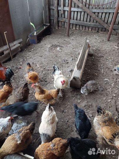 Цыплята брама