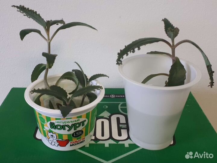 Каланхоэ (лечебное растение)