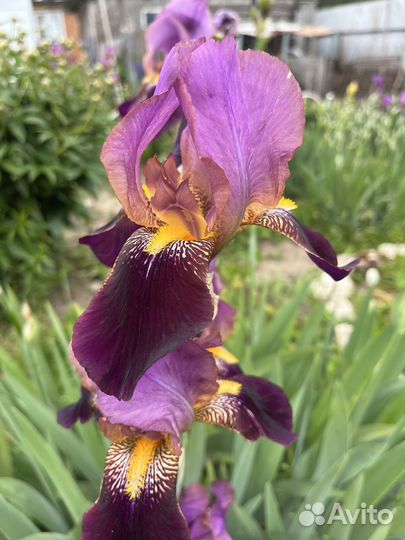 Ирисы бордюрные