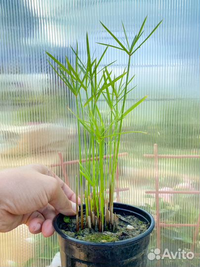 Циперус, папирус, разные виды