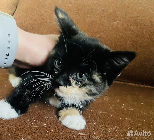 Маленький комочек радости в добрые руки