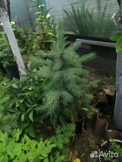 Редкие растения для сада